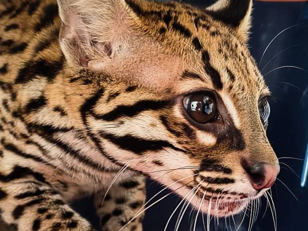 Ocelote. FOTO: ÁREA METROPOLITANA VALLE DE ABURRÁ
