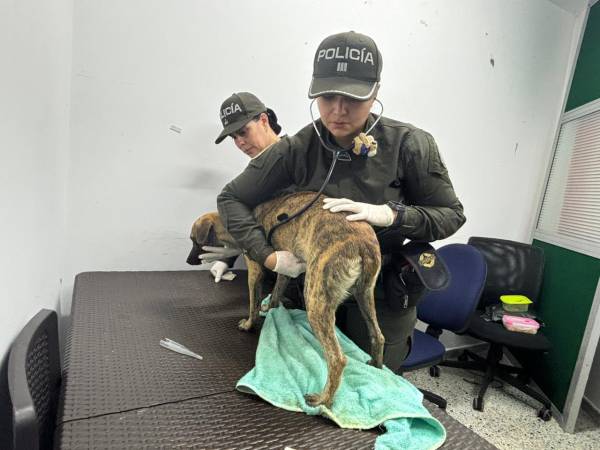 Revisión del perro con el que se presentó el presunto agresor. /FOTO: POLICÍA ANTIOQUIA