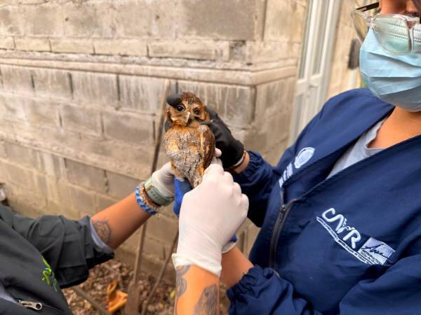 FOTO: ÁREA METROPOLITANA