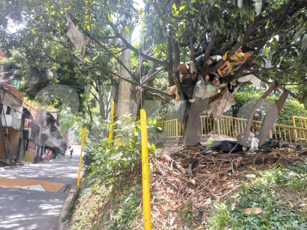 En este árbol, ubicado a unos 600 metros del lugar del crimen, la víctima tenía sus pertenencias. /FOTO: MAURICIO ANDRÉS PALACIO BETANCUR