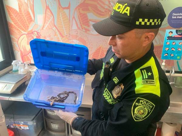 EN VIDEO: En Bello llamaron a la Policía por un caso de robo y terminaron incautando 5 boas