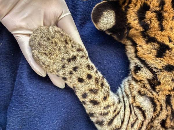 Ocelote. FOTO: ÁREA METROPOLITANA VALLE DE ABURRÁ
