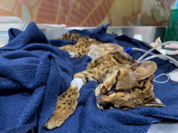 El pronóstico del animal es reservado. FOTO: ALCALDÍA DE MEDELLÍN