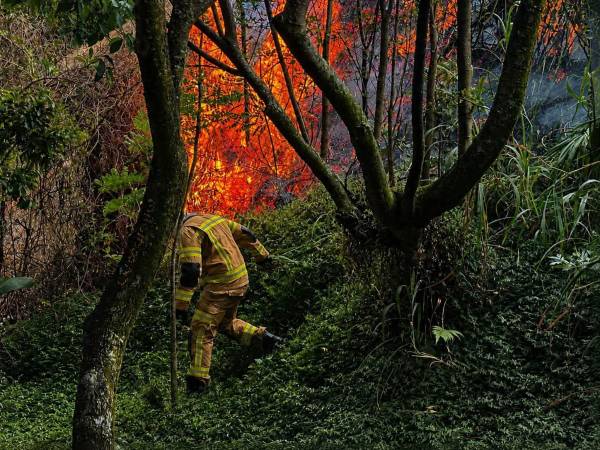 127 metros cuadrados de capa vegetal resultaron afectados con esta conflagración. FOTO: ALCALDÍA DE ITAGÜÍ