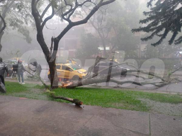 Uno de los árboles cayó en la carrera 81 con la calle 32, a la altura de la Villa de Aburrá. /FOTO: CORTESÍA - HUGO ECHAVARRÍA