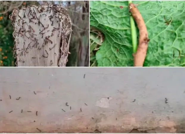 Los habitantes dicen que aparecen masivamente. FOTO: TOMADA DE EL COLOMBIANO