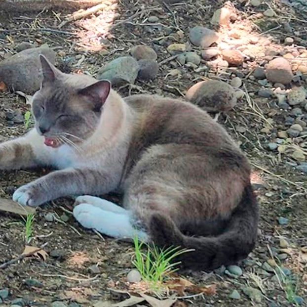 Decimos adiós al 2024 con lo más descabellado