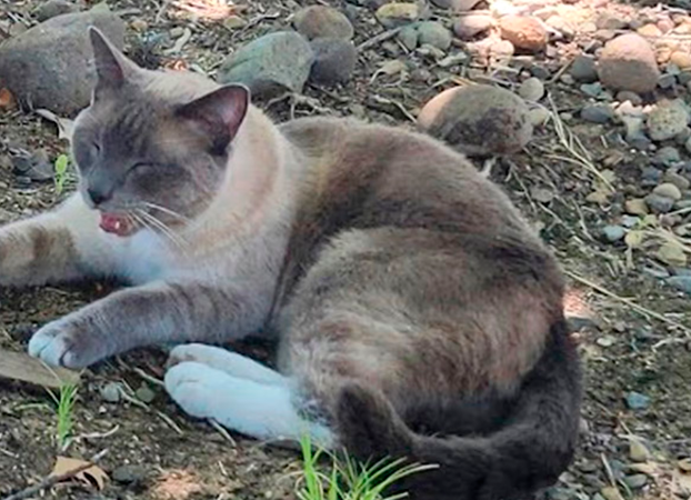 Decimos adiós al 2024 con lo más descabellado