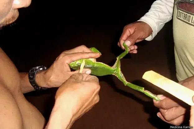 Las ranas eran torturadas para sacarles su secreción. FOTO: BBC