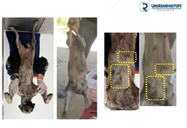 /FOTO: CORTESÍA UNIVERSIDAD REMINGTON