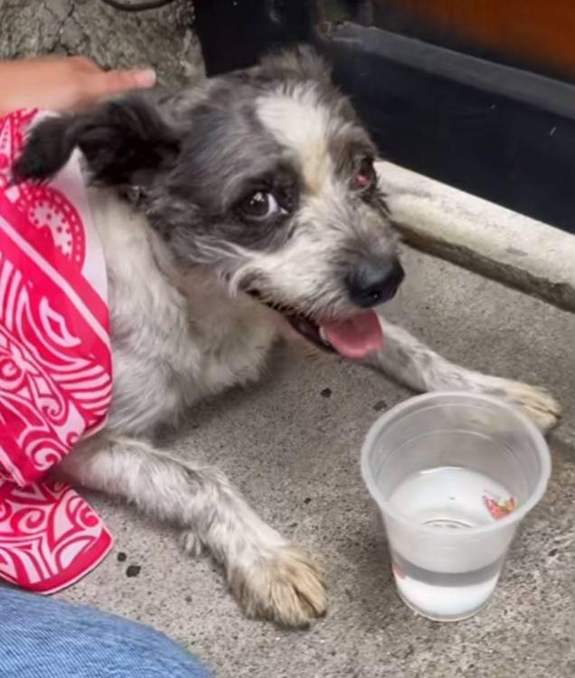 Sky fue encontrada en el centro de la ciudad. FOTO: @FUNDACIÓN_KRONOS