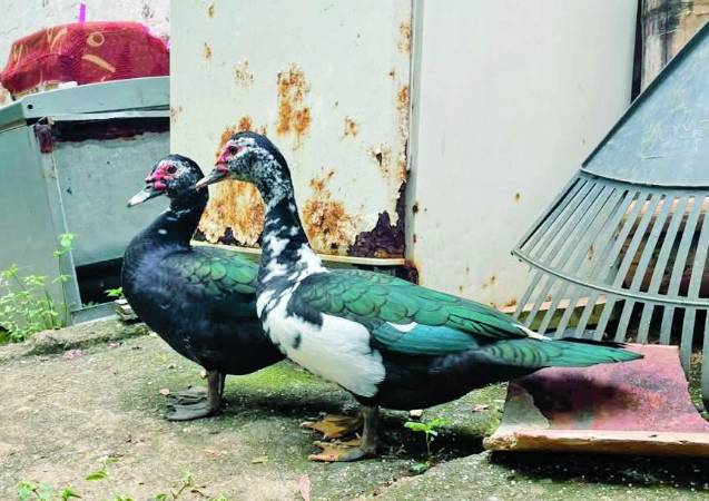 El estaque que iban a construir en la finca de la vereda era para estos patos que llegaron y son muy queridos por los vecinos. FOTO: LAURA ROSA JIMÉNEZ VALENCIA
