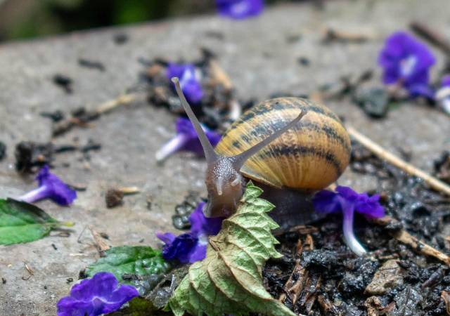Caracol gigante africano. FOTO: CORTESÍA ÁREA METROPOLITANA