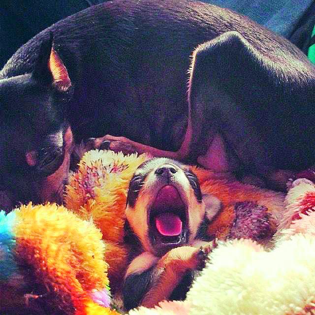 Aquí vemos a Marcelo con solo semanas de nacido. FOTO: CORTESÍA