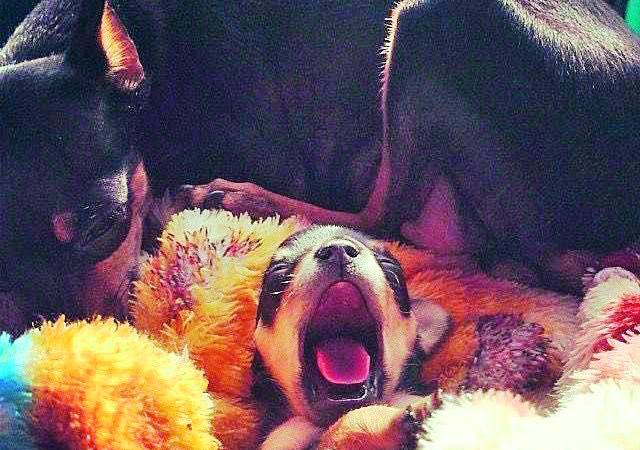 Aquí vemos a Marcelo con solo semanas de nacido. FOTO: CORTESÍA