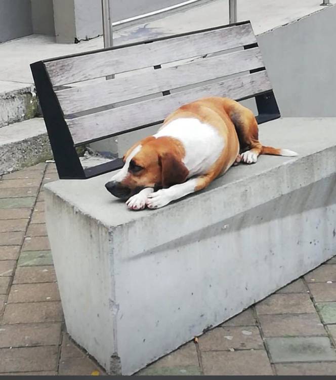 Orejas, el perro que murió durante el ataque del Eln en Valdivia. <b><span class=mln_small-caps_mln>/FOTO: CORTESÍA</span></b>