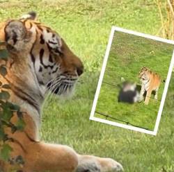 Aún no se conocen las razones que llevaron al hombre a entrar al recinto del animal. FOTOS: X @GAVINVALENTI Y CAPTURA DE VIDEO REDES SOCIALES