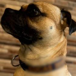 Este es Lucas, el perrito agredido en Envigado. FOTO: CORTESÍA