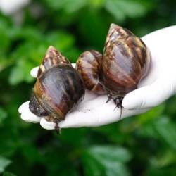 El caracol gigante africano es una de las especies invasoras que fueron introducidas a Antioquia. FOTO: CORTESÍA ÁREA METROPOLITANA
