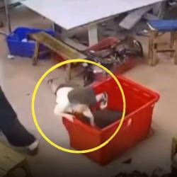 Los trabajadores del lugar no se percataron del escondite elegido por el menor. FOTO: CAPTURA DE VIDEO X @ANXIOUSVIDS