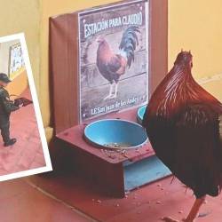 El gallo pudo regresar a comer en la ‘Estación para Claudio’, un espacio que le tienen reservado al animalito para que se alimente y beba agua. FOTO: CORTESÍA