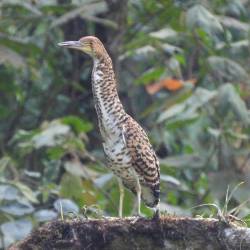 Su presencia en el Alto de San Miguel da indicios de que el lugar ofrece condiciones favorables para el hábitat y desarrollo de su especie. FOTO: ALCALDÍA DE MEDELLÍN.