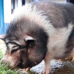 Ella es Cábala, la cerdita vietnamita que está buscando un hogar hace dos años. FOTO: CORTESÍA ALCALDÍA DE MEDELLÍN