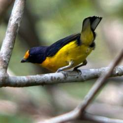 El ave se alimenta de pequeños frutos y con la dispersión de las semillas ayuda a la reforestación. FOTO: CAMILO DÍAZ - WWF COLOMBIA