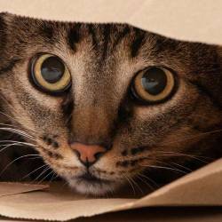 Los animales tienen comportamientos que reflejan su estado de ánimo y de salud. FOTO: MAGNIFIC
