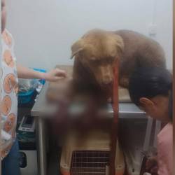 Atención veterinaria del perro herido en el municipio de La Unión, Oriente antioqueño. FOTO: TOMADA DE FACEBOOK NOTICIAS LA UNIÓN, ANTIOQUIA