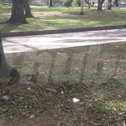 Contra este árbol chocó la víctima para ser trasladada a centro asistencial donde murió. FOTO: GUILLERMO OSPINA MUÑOZ