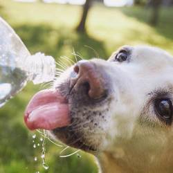 Garantice en casa espacios ventilados para sus mascotas: la comodidad es clave. FOTO: CANVA