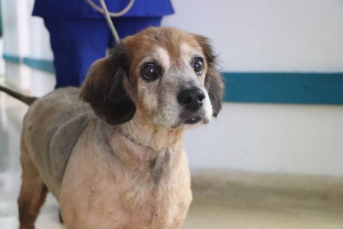 Los animales domésticos también sufren con el fuerte sonido de los estallidos de la pólvora. FOTO: CORTESÍA ALCALDÍA DE MEDELLÍN