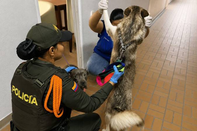 Momento de la revisión médica a los dos perros. FOTO: CORTESÍA ALCALDÍA DE SABANETA