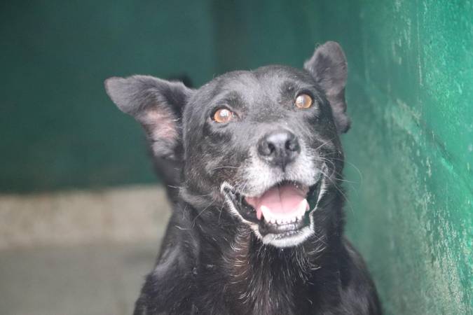 Perrito disponible para adopción. FOTO: ALCALDÍA DE MEDELLÍN