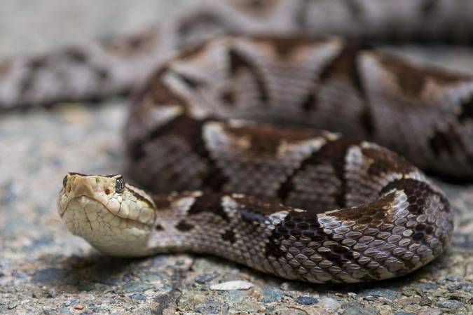 Serpiente mapaná. FOTO: JULIO CÉSAR HERRERA