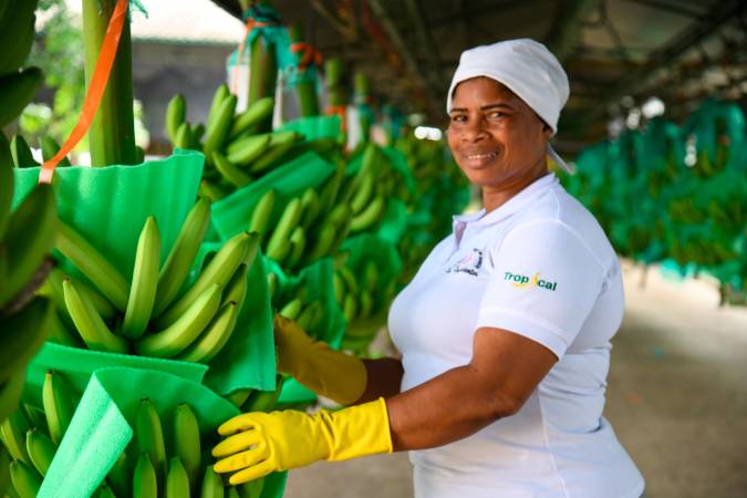 María Mendoza tenía 32 años cuando llegó a la Finca La Revancha, donde empezó su camino en el sector, la cual exporta su fruta a través de Tropical en las actividades de abono y repique. 