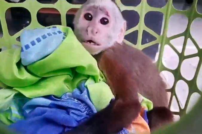 El mono cariblanco hallado durante el allanamiento. /FOTO: POLICÍA NACIONAL