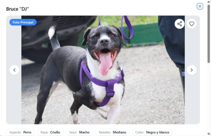 Perrito disponible para adopción. FOTO: ALCALDÍA DE MEDELLÍN