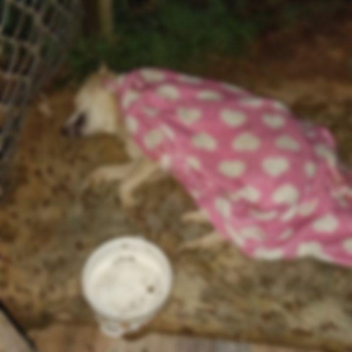 Perrito víctima de maltrato en Rionegro. <b><span class=mln_small-caps_mln>/FOTO: ALCALDÍA DE RIONEGRO</span></b>