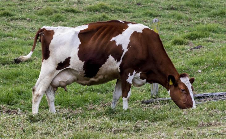 La decisión es definitiva y las empresas tendrán que asumir el castigo por engañar al consumidor. FOTO: JAIME PÉREZ MUNÉVAR