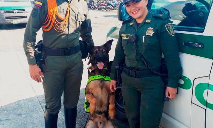  Kobu, un pastor alemán de 8 años. /FOTO: CORTESÍA. 