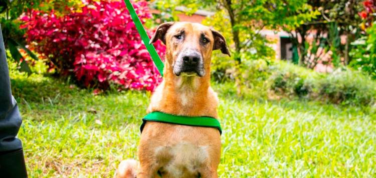 Scooby ha pasado por 3 jornadas de adopción y nada que consigue un hogar: ¿quieres darle una oportunidad?