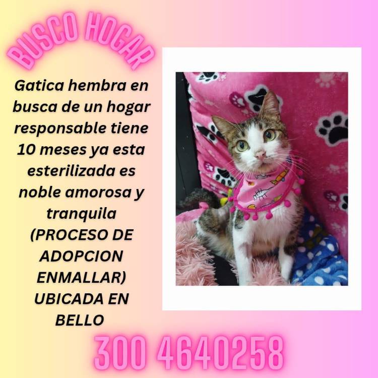 Anciano fue internado en un asilo y su gatico, su única compañía en la vida, quedó solo