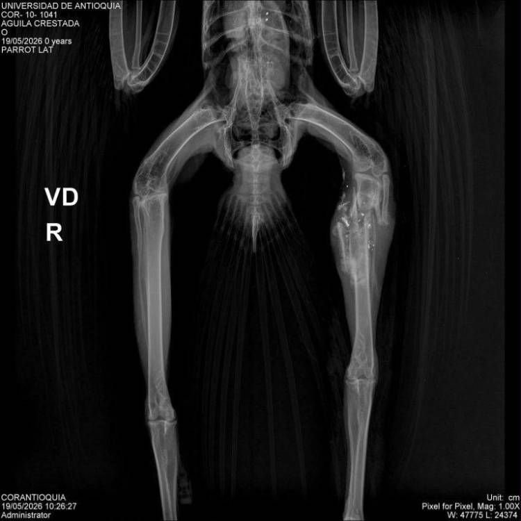 Radiografía del águila. IMAGEN: CORANTIOQUIA