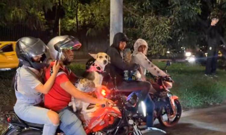 Ni este perrito se perdió la rodada... / FOTO: CAPTURA DE VIDEO