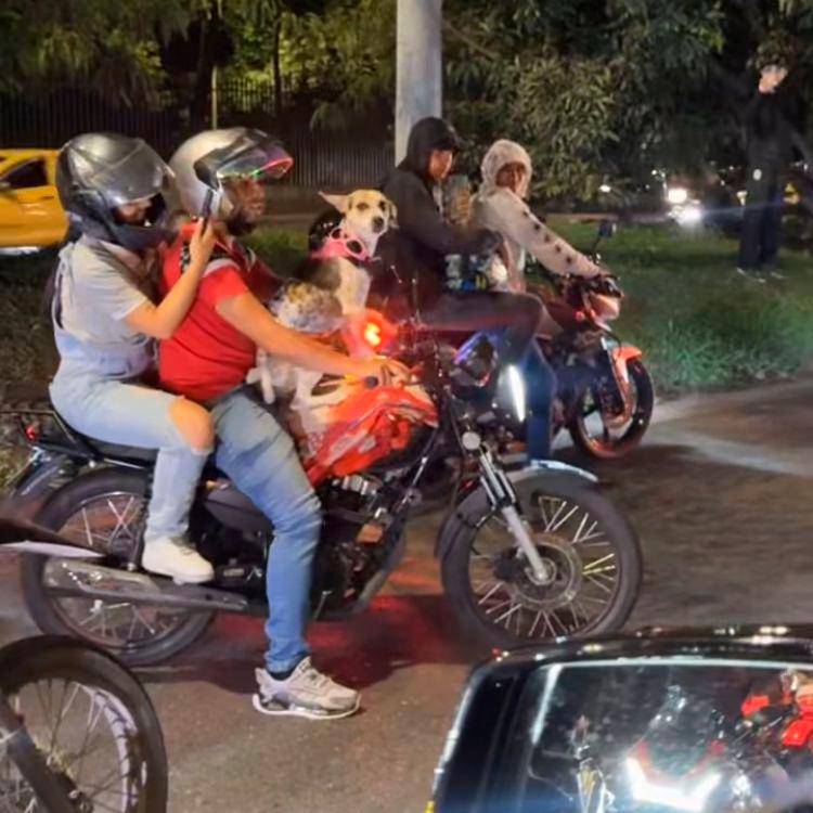 Ni este perrito se perdió la rodada... / FOTO: CAPTURA DE VIDEO