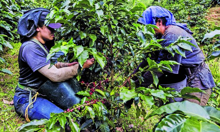 Gócese el puente festivo con estos parches, no se quede en la casa