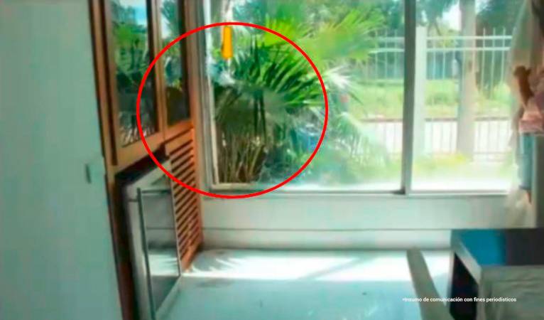 Por este hueco ingresaron los hombres que robaron la vivienda del artista. /FOTO: CORTESÍA. 