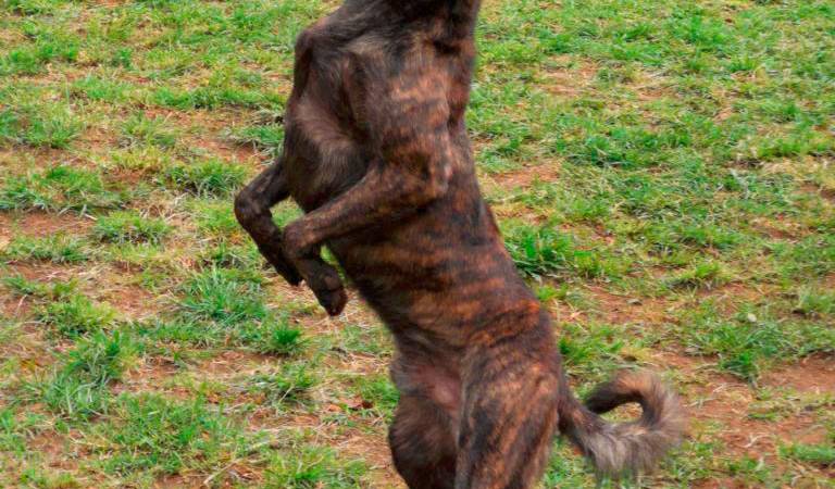 Khasay es un pastor holandés de 8 años. /FOTO: CORTESÍA